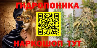 шишки Новодвинск